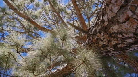 The crown of a huge pine tree on the background of the sunny sky Stock Footage 98799715