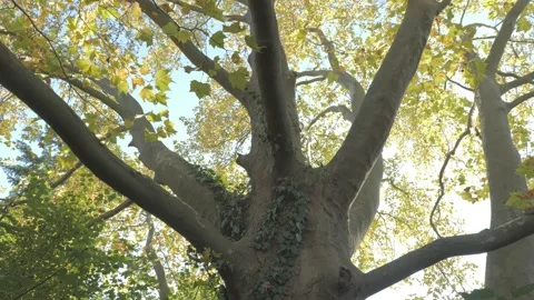 Crown of a huge plane tree with a ivy-covered trunk Stock Footage 163768135