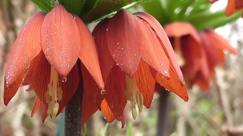 Crown Imperial Easter Lily Flower with Rain Water Droplets in Spring Stock-Footage 50302469