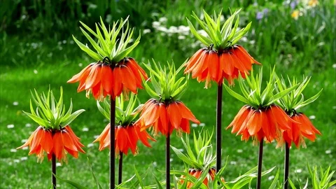 Crown imperial in a light spring breeze Stock Footage 74345875