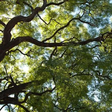 Crown of the jakaranda tree in the sunlight Stock-Fotos