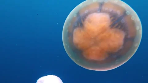 A Crown Jellyfish Floating in Deep Blue Ocean Stock Footage 336318911