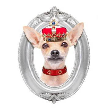 Crown king dog Stockfoto's