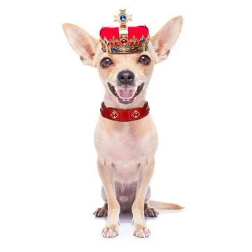 Crown king dog Stockfoto's