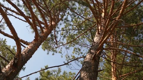 Crown of larch tree, view from below Stock Footage 108296945