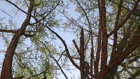 Crown of larch tree, view from below 스톡 동영상 108301048
