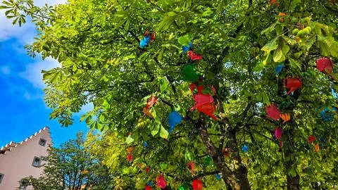 The crown of a large chestnut tree is decorated with multicolored plastic Stock Photos