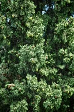 Crown of large cypress tree in forest on sunny day closeup Stock Photos
