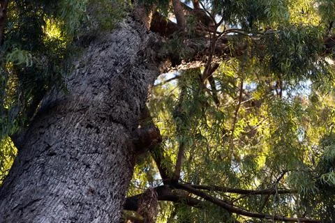 Crown of a large eucalyptus tree Stock-Fotos