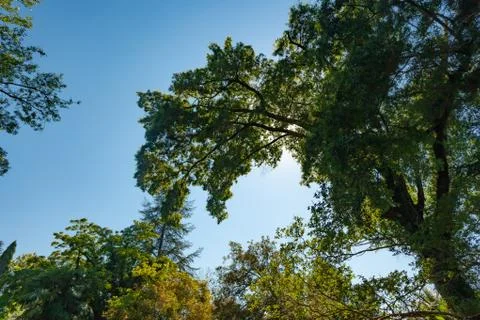 Crown of a large green tree Stock Photos