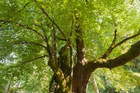 The crown of a large green tree Stock Photos