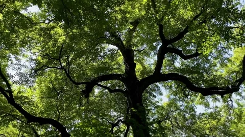 The crown of a large spreading oak tree against the sky. Stock Footage 277112248