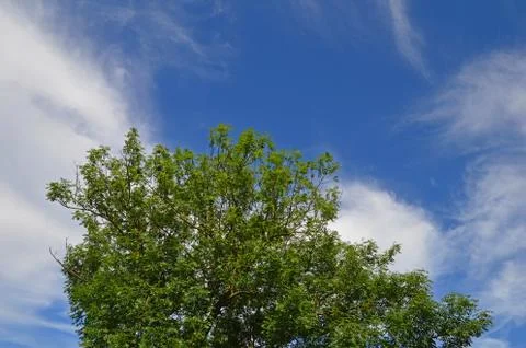 The crown of a large tree on a background of blue sky Stock Photos