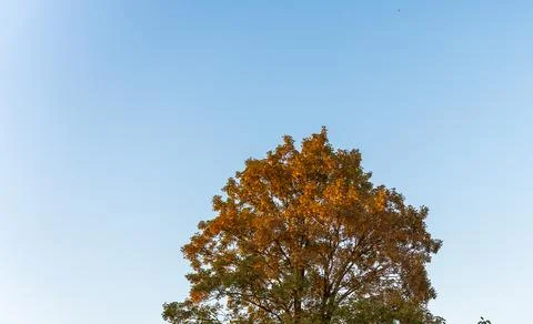 Crown of a large tree with orange and yellow autumn leaves standing out against Stock Photos