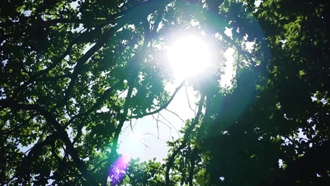 Crown of a large tree in the park day Stock Footage 112005138