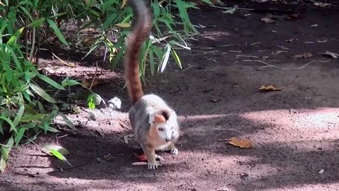 Crown Maki (Eulemur coronatus) on the ground. Stock Footage 82490396