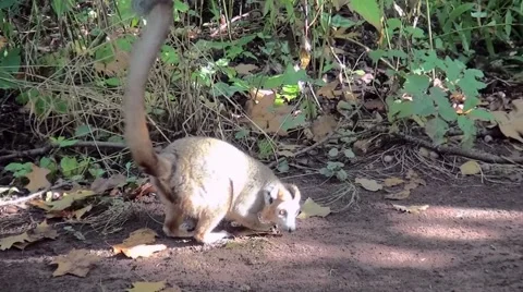 Crown Maki (Eulemur coronatus) looking for food on the ground. Stock Footage 68826341