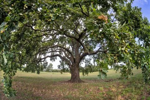 The crown of an oak tree Stock Photos
