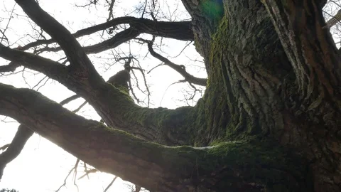 Crown of an old oak. Oak branches without leaves in the sun. Video stock 122627776