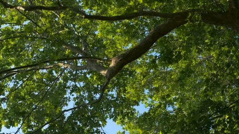 Crown of an old plane tree. Stock-Footage 121799224