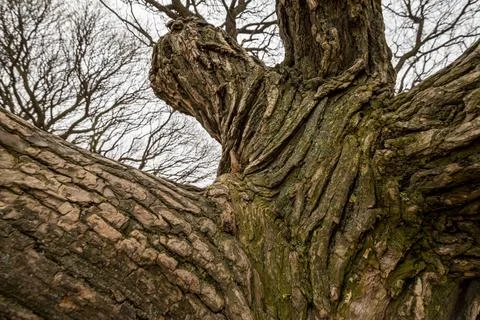 Crown of old willow on a gray sky background Stock Photos