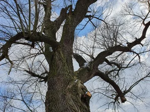 Crown of old willow tree, bottom up view Foto stock