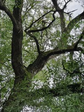 The crown of an old willow tree, close up, against the cloudy  sky. Stock Photos