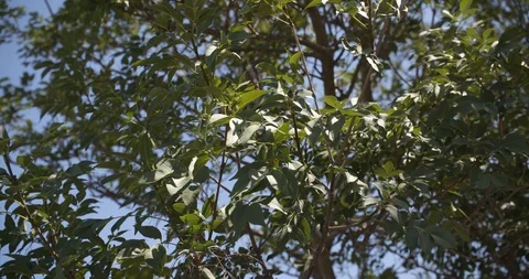 Crown of an olive tree 動画素材 111899111