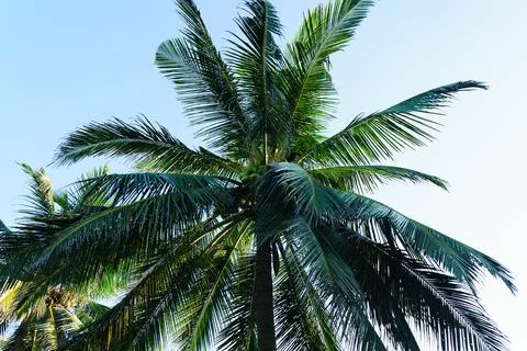 Crown palm tree close-up in the sky Stock Photos