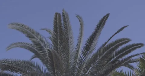 Crown of a palm tree, gently moving with the wind Stock Footage 136910108