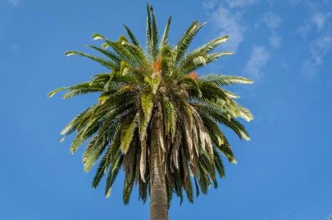 Crown of a palm tree Stock Photos