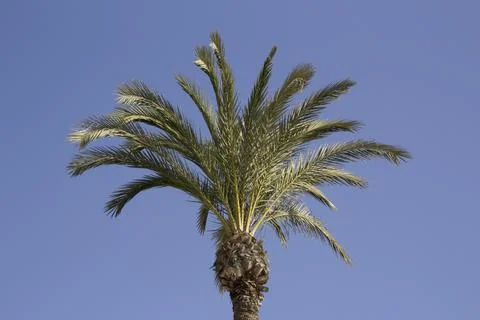 The crown of a palm tree Stock Photos