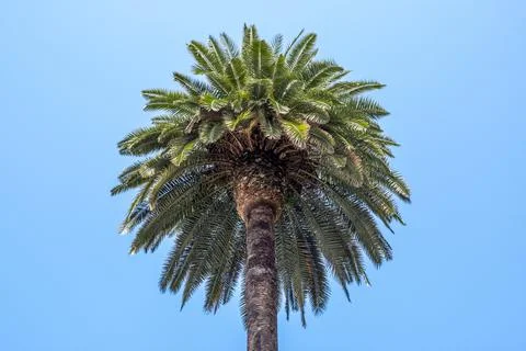 The crown of a palm tree seen from below and isolated against a clean blue sky. Stock-Fotos