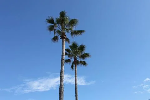Crown of the palm trees Stock Photos