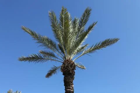 Crown of the palm trees Stock Photos