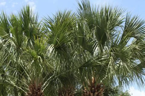 Crown of the palm trees Stock Photos
