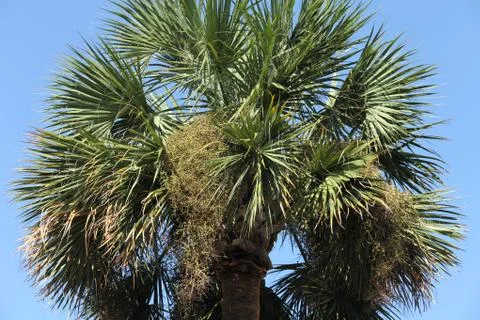 Crown of the palm trees Stock-Fotos
