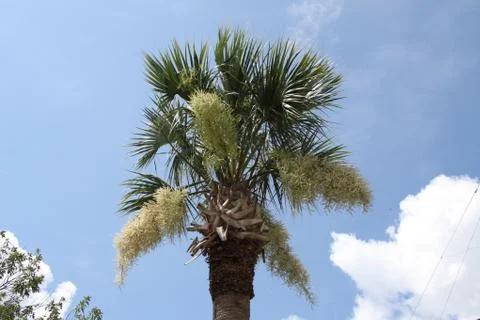 Crown of the palm trees Stock Photos