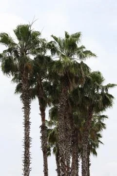 Crown of the palm trees Stock Photos