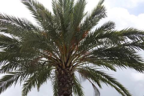 Crown of the palm trees Stock Photos