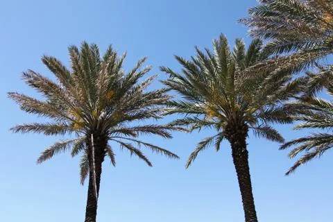 Crown of the palm trees Stock Photos