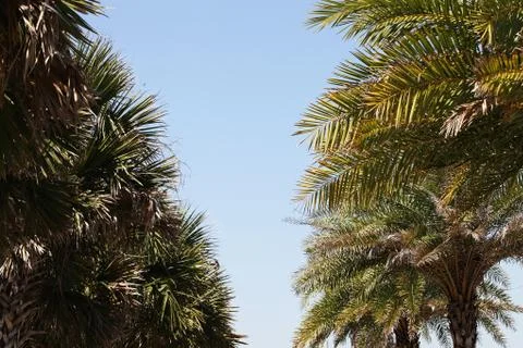 Crown of the palm trees Stock Photos