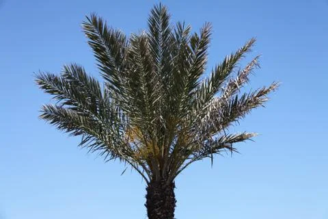Crown of the palm trees Stock Photos