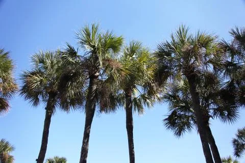 Crown of the palm trees Stock Photos
