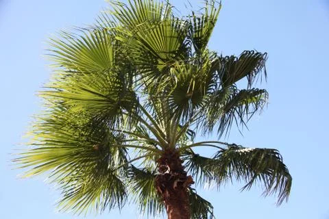 Crown of the palm trees Stock Photos