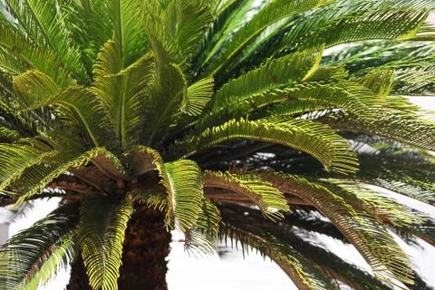 Crown of the palm trees Stock Photos
