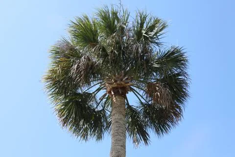 Crown of the palm trees Stock Photos
