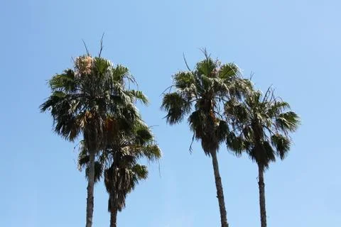 Crown of the palm trees Stock Photos