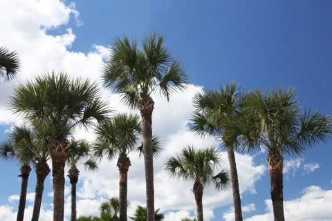 Crown of the palm trees Stock Photos
