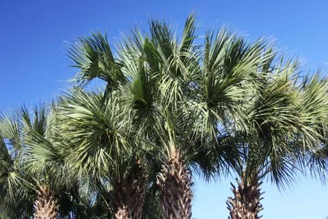 Crown of the palm trees Stock Photos